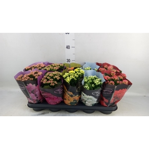 Kalanchoe blos. 'Perfecta'  ..mix 5