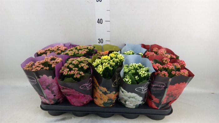 <h4>Kalanchoe blos. 'Perfecta'  ..mix 5</h4>