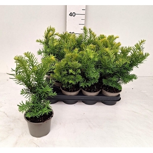 TAXUS BACCATA OV