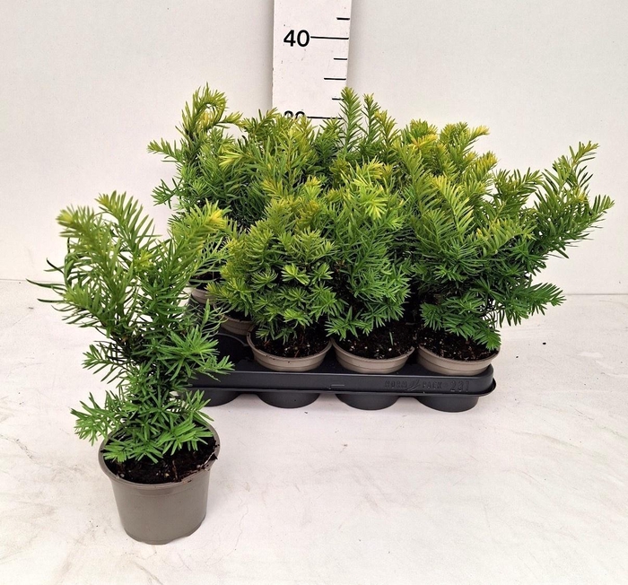 <h4>TAXUS BACCATA OV</h4>