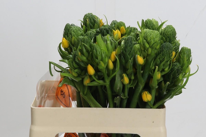 <h4>Ornithogalum Dubium Yellow Asa</h4>