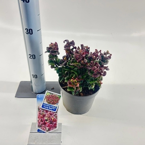 Leucothoe axillaris ‘Curly Red’ PBR