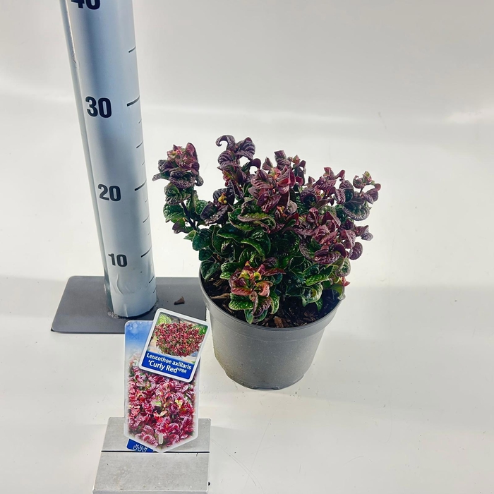 <h4>Leucothoe axillaris ‘Curly Red’ PBR</h4>