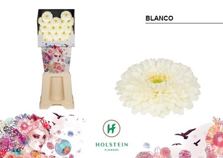 <h4>Ge Bv Gerponi Blanco</h4>