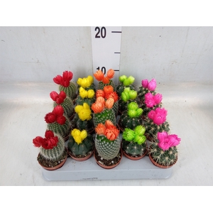 Cactus   ...decorated