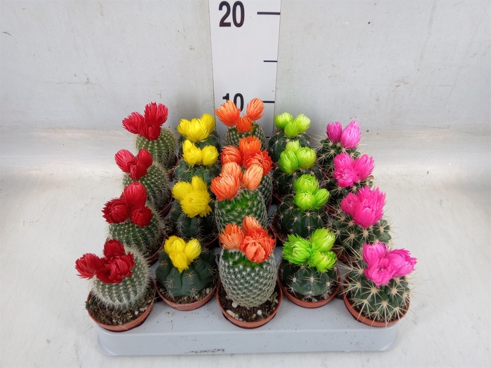 <h4>Cactus   ...decorated</h4>