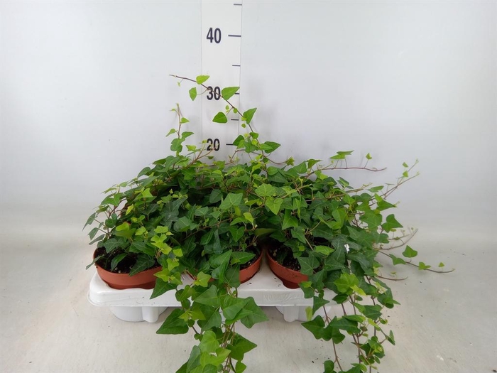 <h4>Hedera helix 'Anna'</h4>