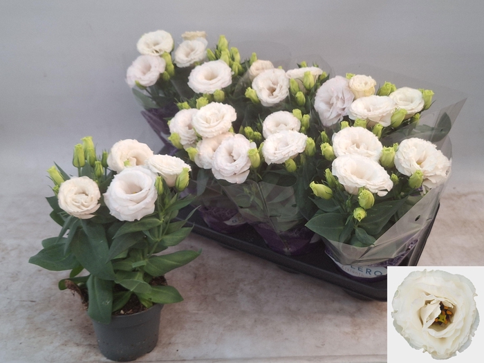 <h4>EUST JULIETTA WHITE</h4>