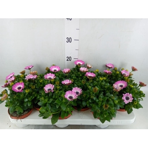 Osteospermum  'Margarita Pink Flar'