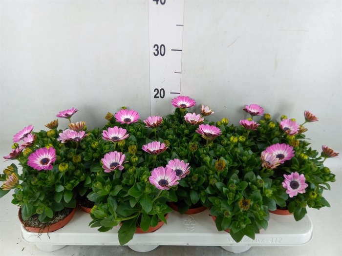 <h4>Osteospermum 'Margarita Pink Flar'</h4>