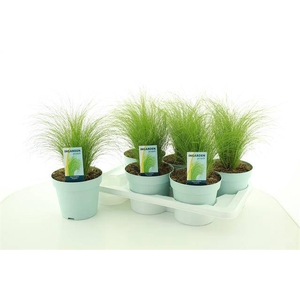 Stipa tenuissima ColorGrass Pony Tails 17Ø 35cm