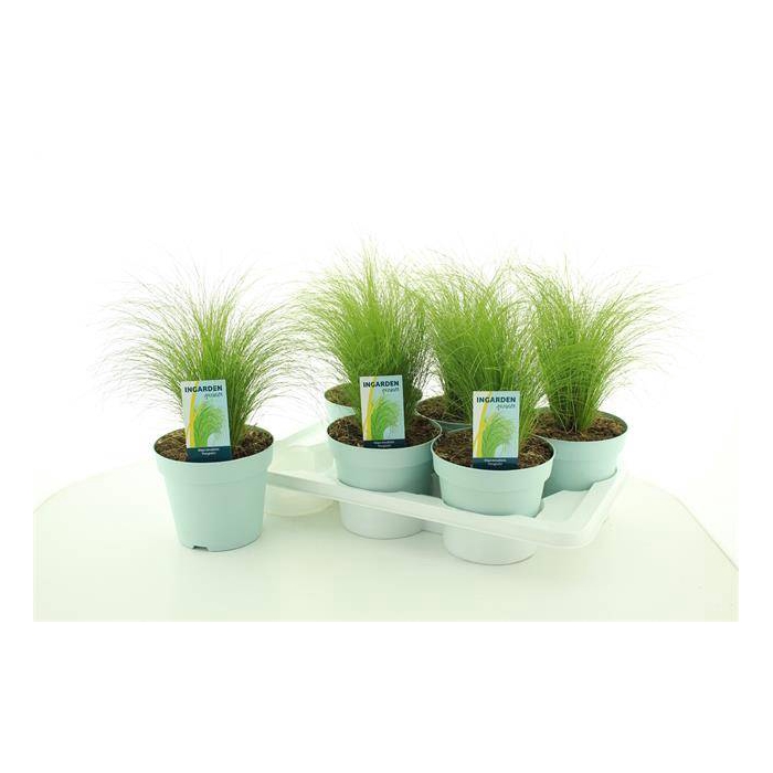 <h4>Stipa tenuissima ColorGrass Pony Tails 17Ø 35cm</h4>