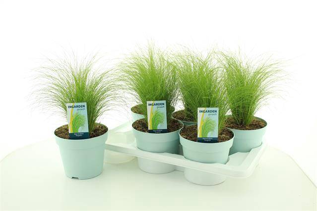 Stipa tenuissima ColorGrass Pony Tails 17Ø 35cm