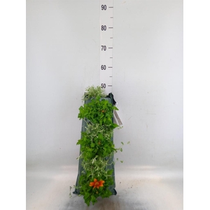 Perkplanten   ...sorted   [Bedding]