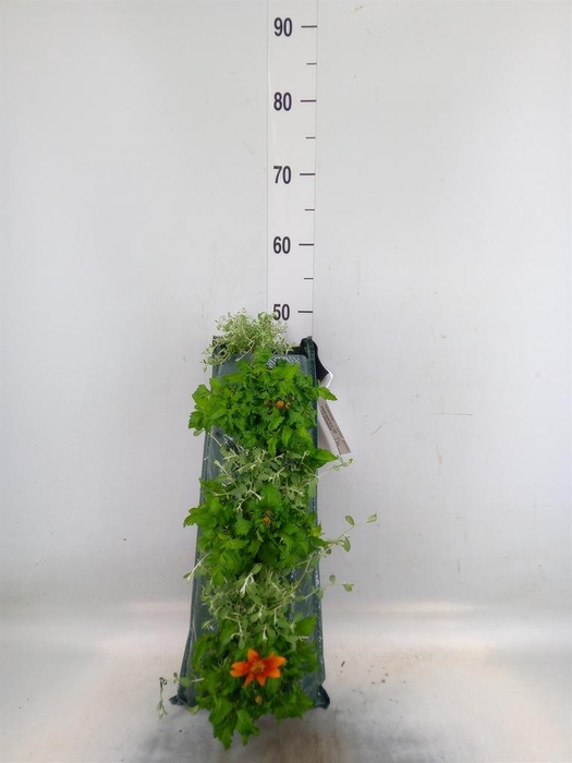 <h4>Perkplanten   ...sorted   [Bedding]</h4>