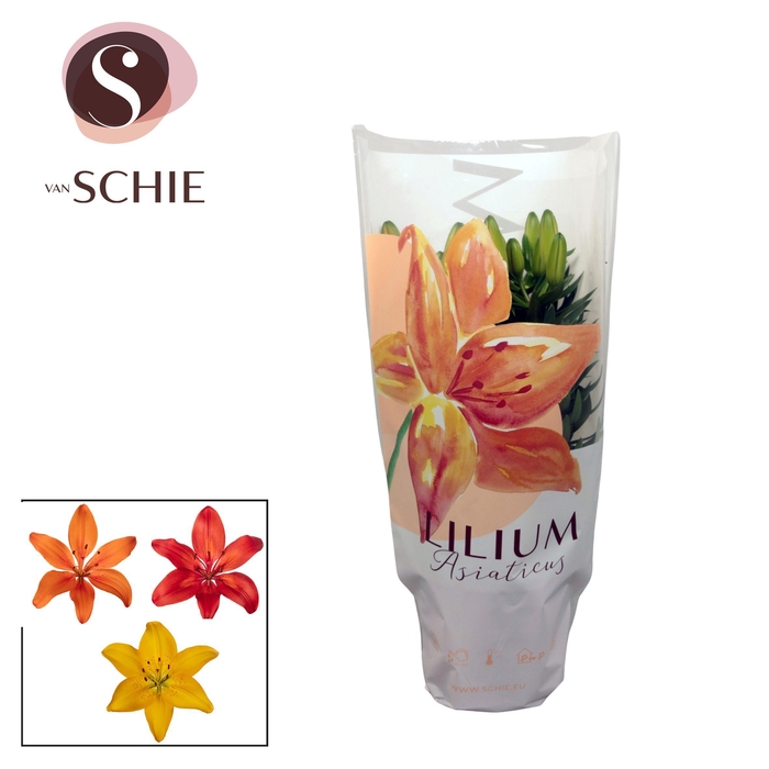 <h4>Aziaat mix 13cm full CC</h4>