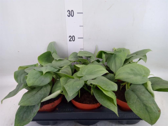 <h4>Epipremnum   ...</h4>