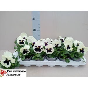 VIO WI DP WHIT BLOTC