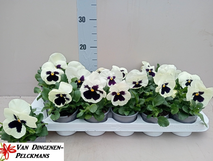 <h4>VIO WI DP WHIT BLOTC</h4>