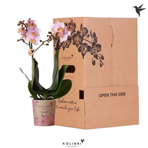 Kolibri Orchids Phalaenopsis Pink 2 spike no sleeve