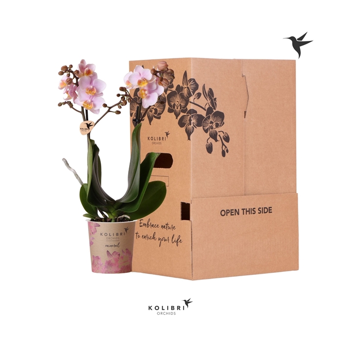 <h4>Kolibri Orchids Phalaenopsis Pink 2 spike no sleeve</h4>
