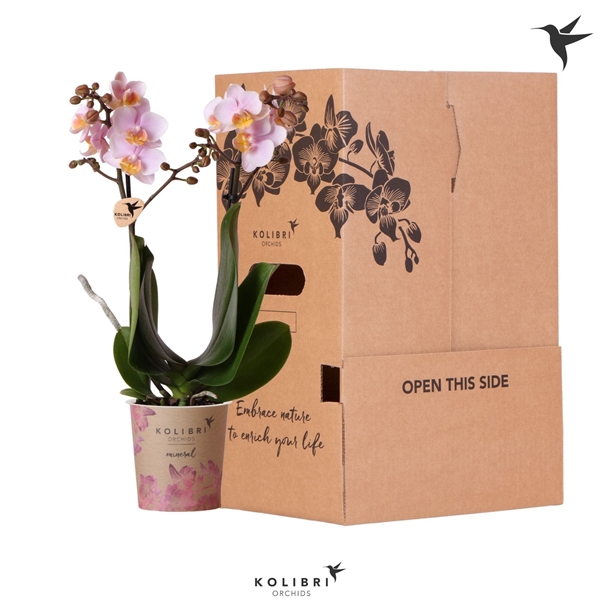 <h4>Kolibri Orchids Phalaenopsis Pink 2 spike no sleeve</h4>