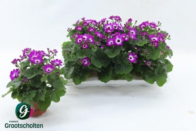 Peri C Man P Rose Ch