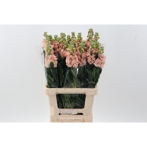 Matth Phantom Apricot