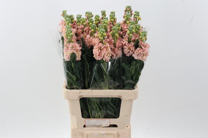 <h4>Matth Phantom Apricot</h4>