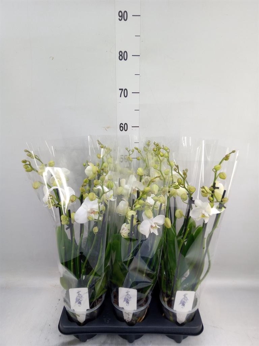 <h4>Phalaenopsis 'Ant Inverness'</h4>