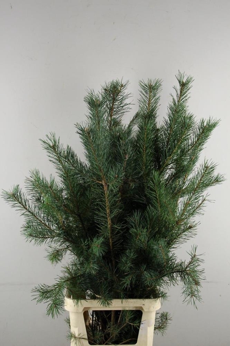 <h4>Dec Pinus Grof Tak 130</h4>