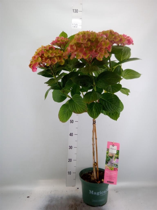 <h4>Hydrangea mac. 'Magical Amethyst'</h4>