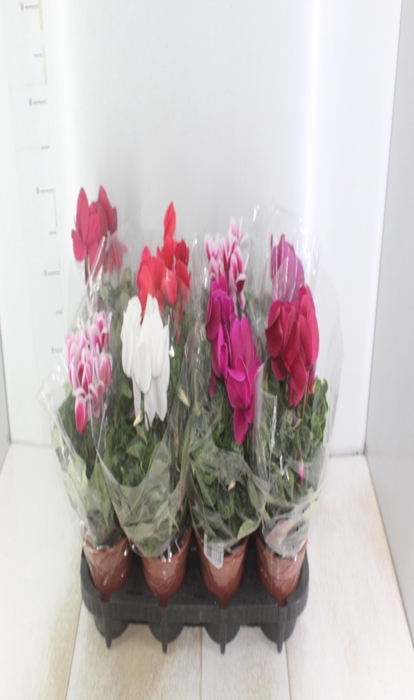 <h4>CYCLAMEN P14</h4>
