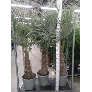 Trachycarpus fortunei