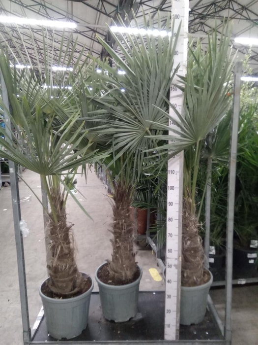 <h4>Trachycarpus fortunei</h4>
