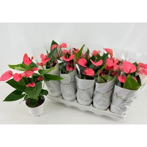 ANTHU AN PINK CHAMPI