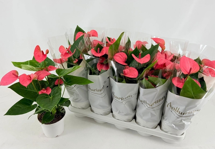 <h4>ANTHU AN PINK CHAMPI</h4>