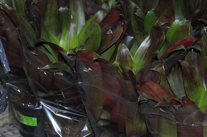 <h4>BROMELIA IMPERIAL P27 VERMELHO</h4>