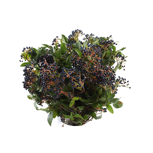 Viburnum Berry Black Extra