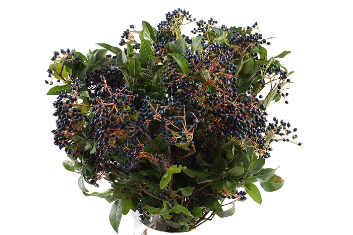 <h4>Viburnum Berry Black Extra</h4>