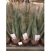 ALOE VERA BARBADENSIS