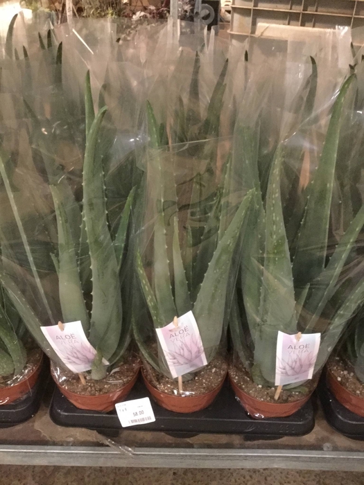 ALOE VERA BARBADENSIS