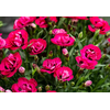 Dianthus caryophyllus