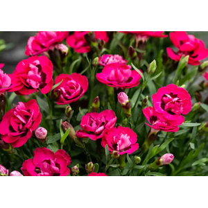 Dianthus overig