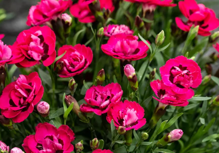 <h4>Dianthus overig</h4>