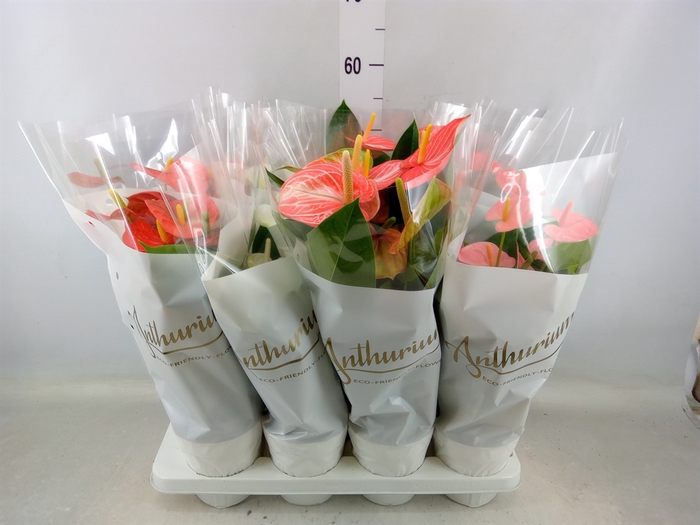 <h4>Anthurium andr.   ...mix  3</h4>