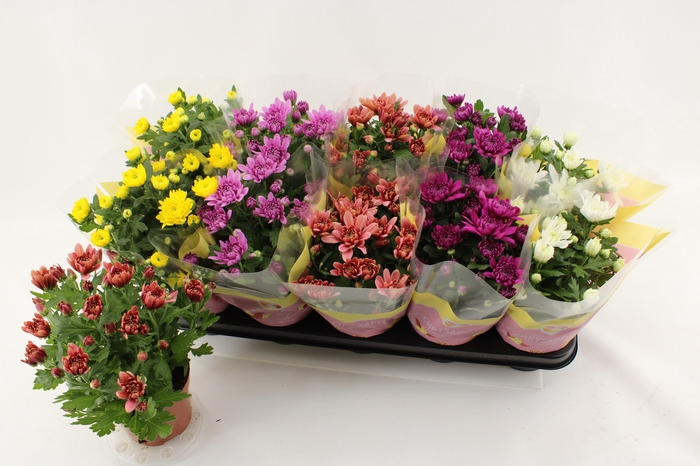 <h4>CHRYS GEVULDBL GEM</h4>