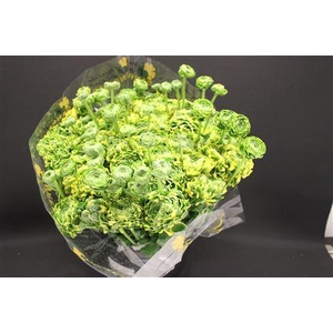 Cl Pon-pon Peter Pan