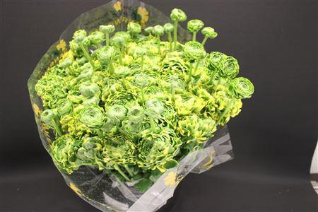 <h4>Cl Pon-pon Peter Pan</h4>