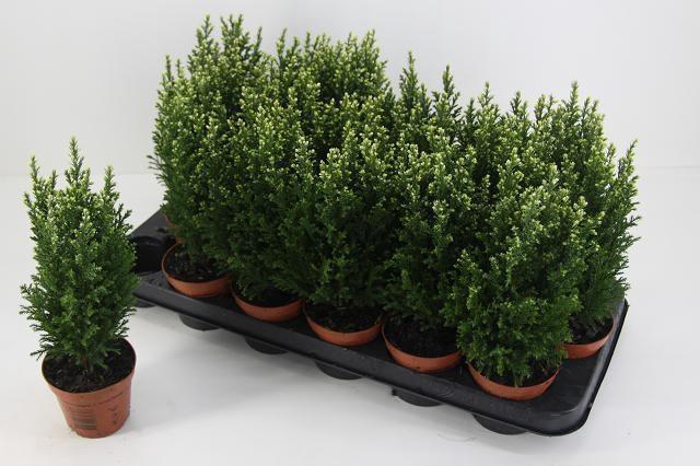 <h4>CHAM L SNOW WHITE</h4>